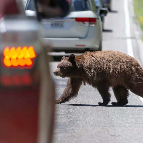 Yellowstone National Park bear  - June 2018